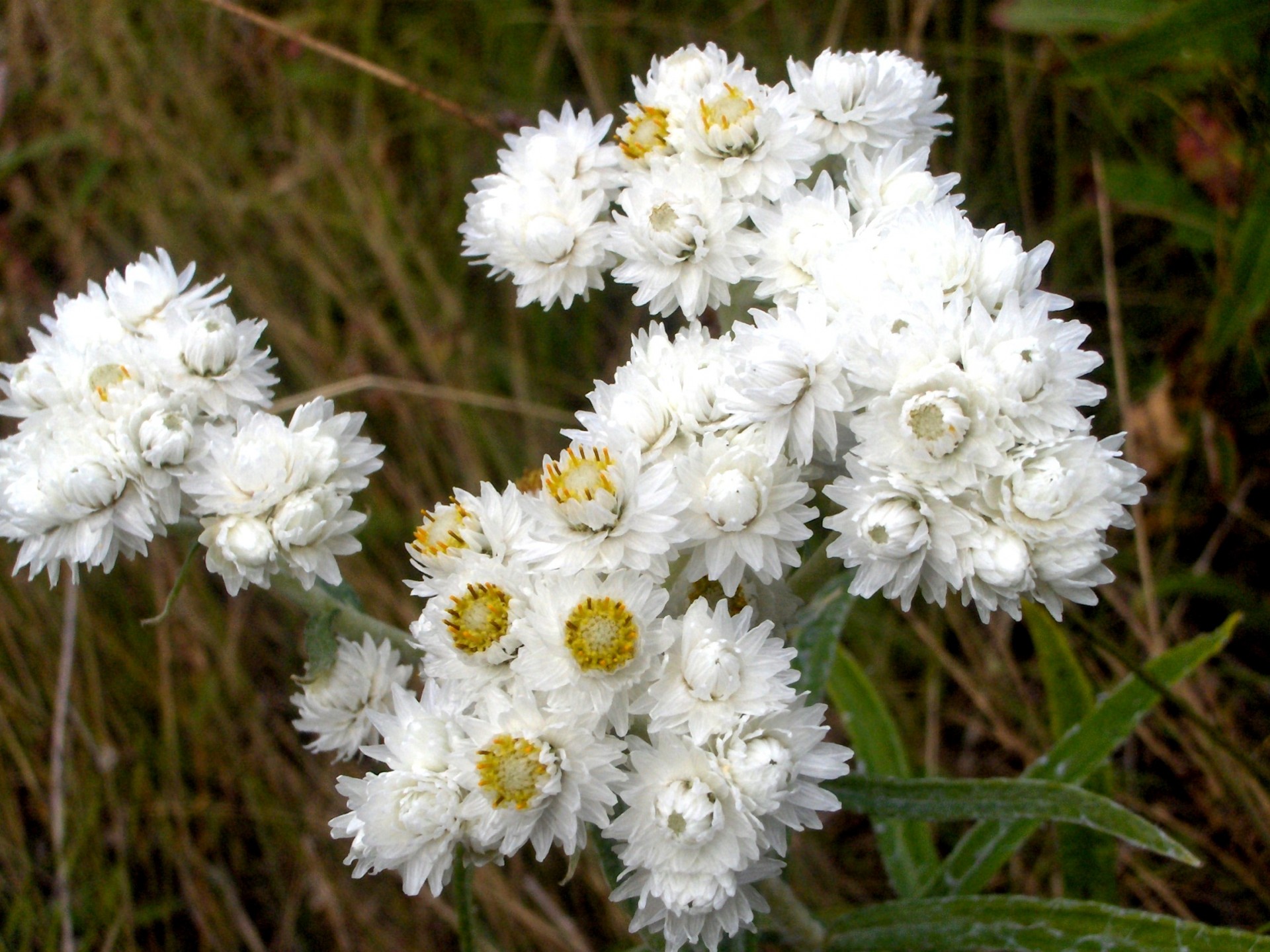 flowers white wildflowers (3) free photo