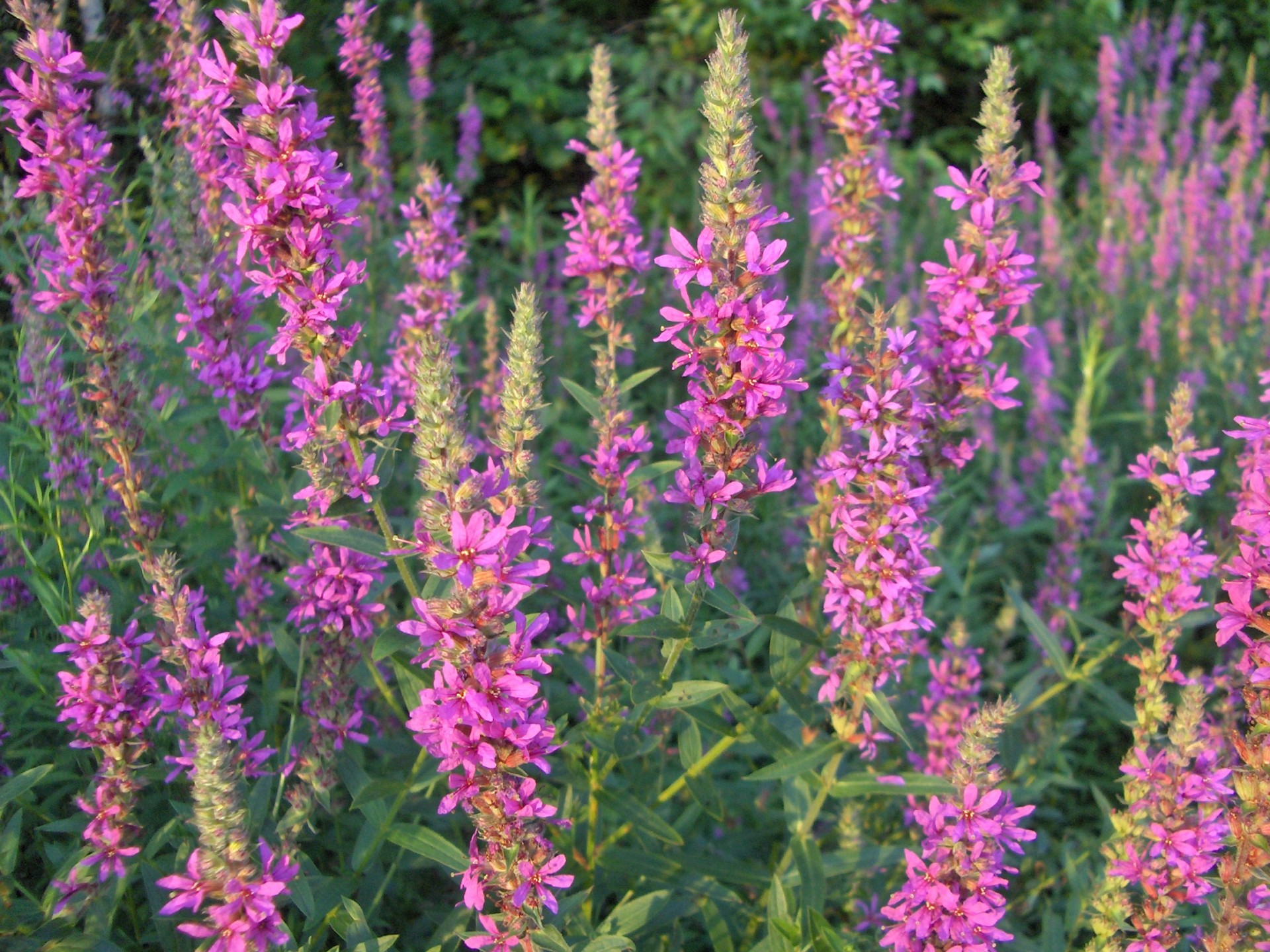 flowers pink foliage free photo