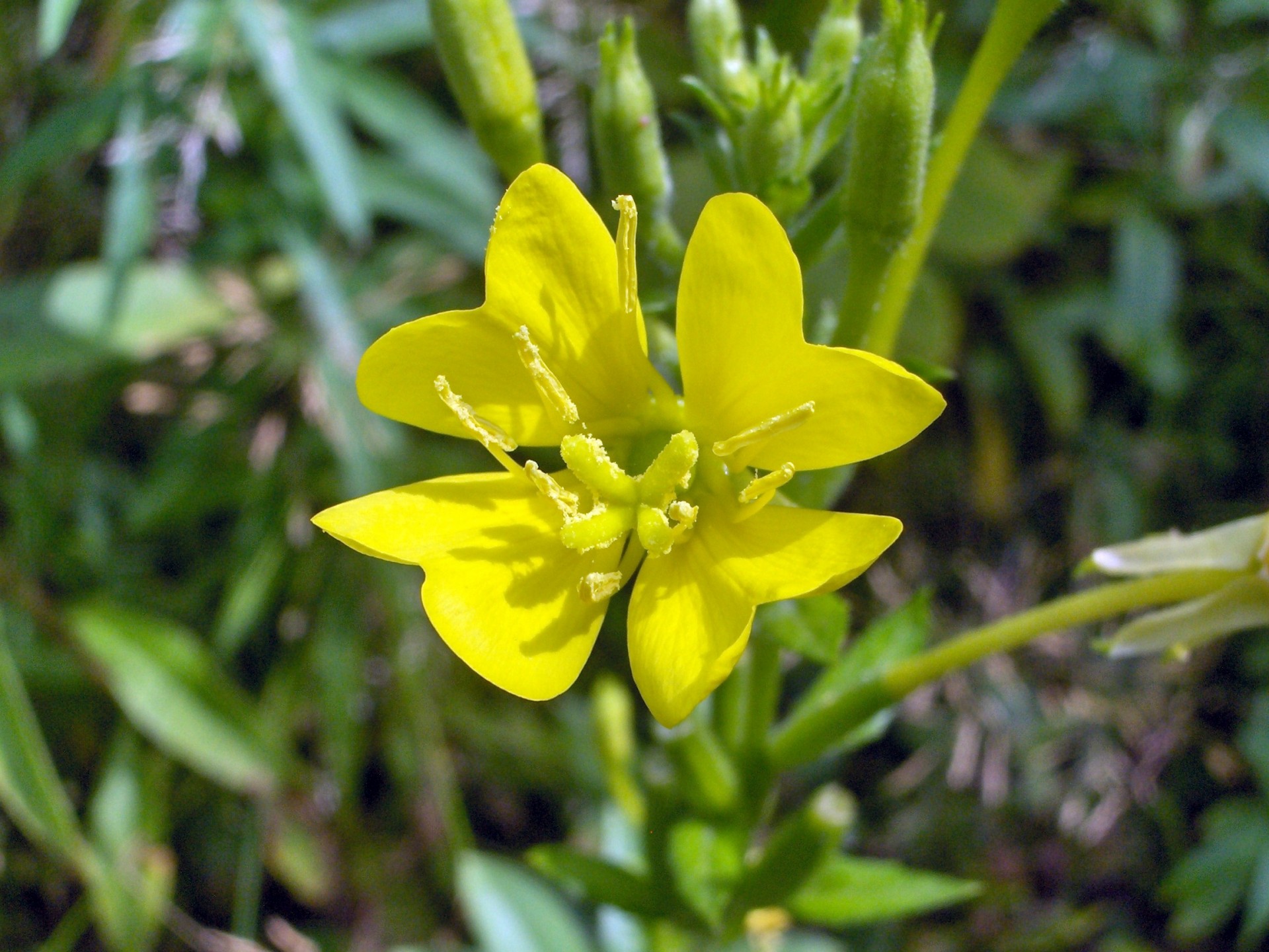 flowers yellow foliage free photo