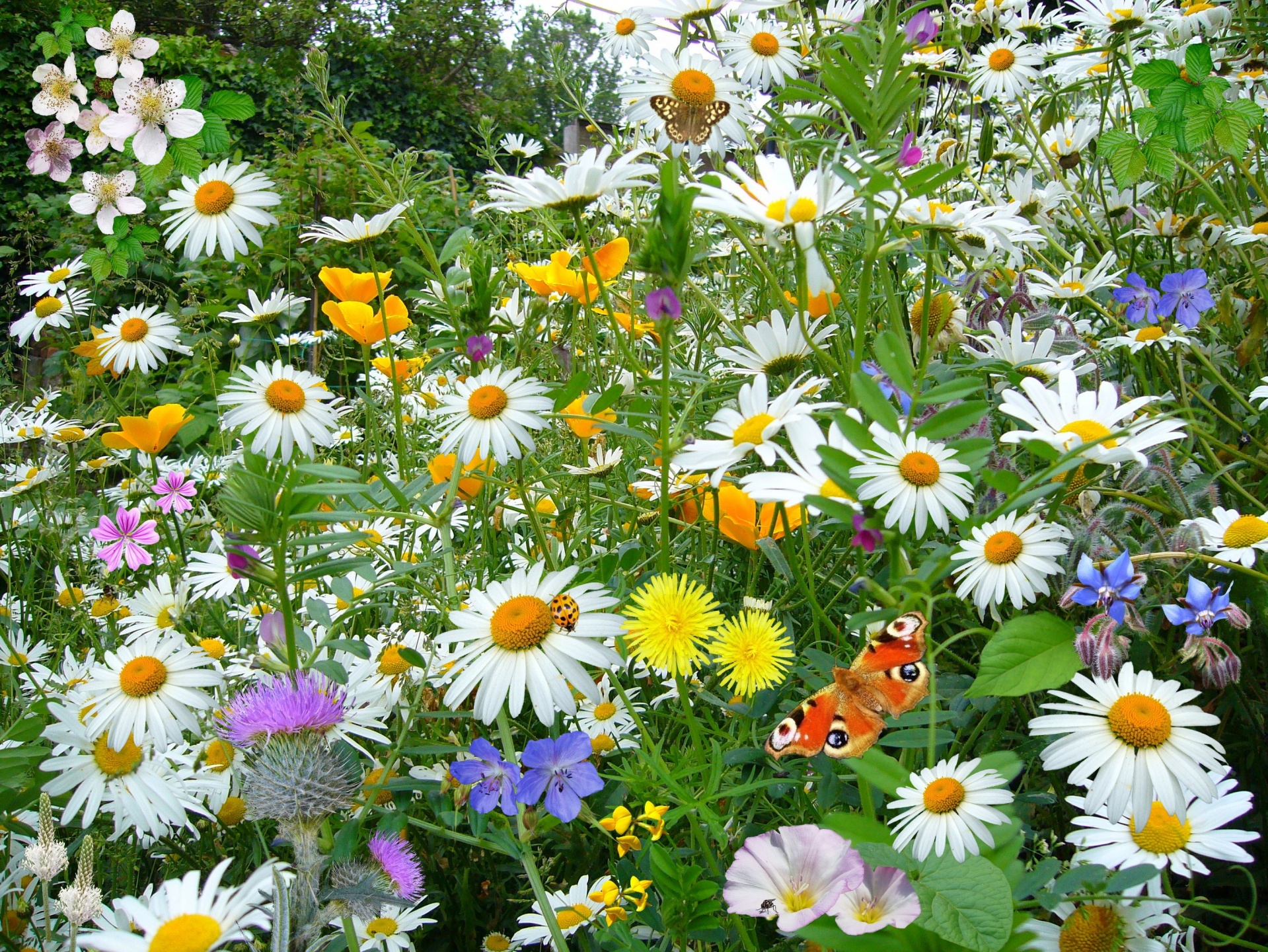 beautiful flowers wild free photo