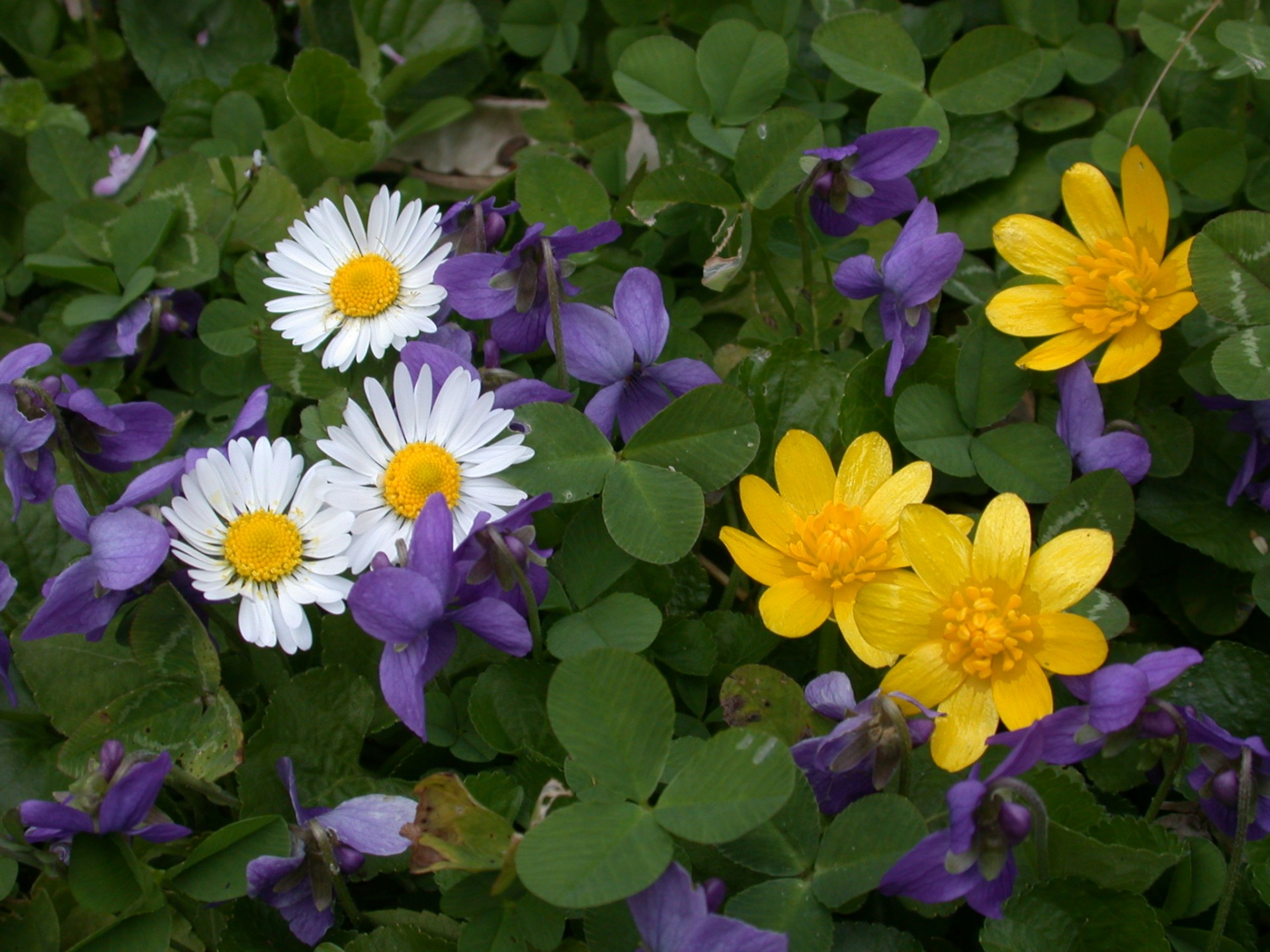 flowers wild violets daisies free photo