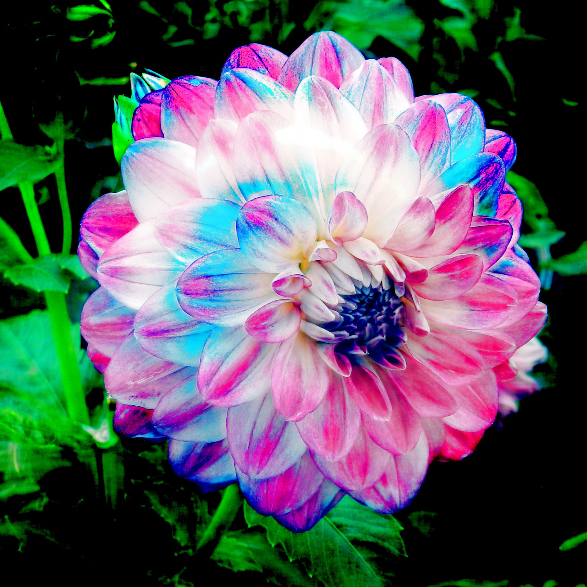 flowers purple stylized free photo