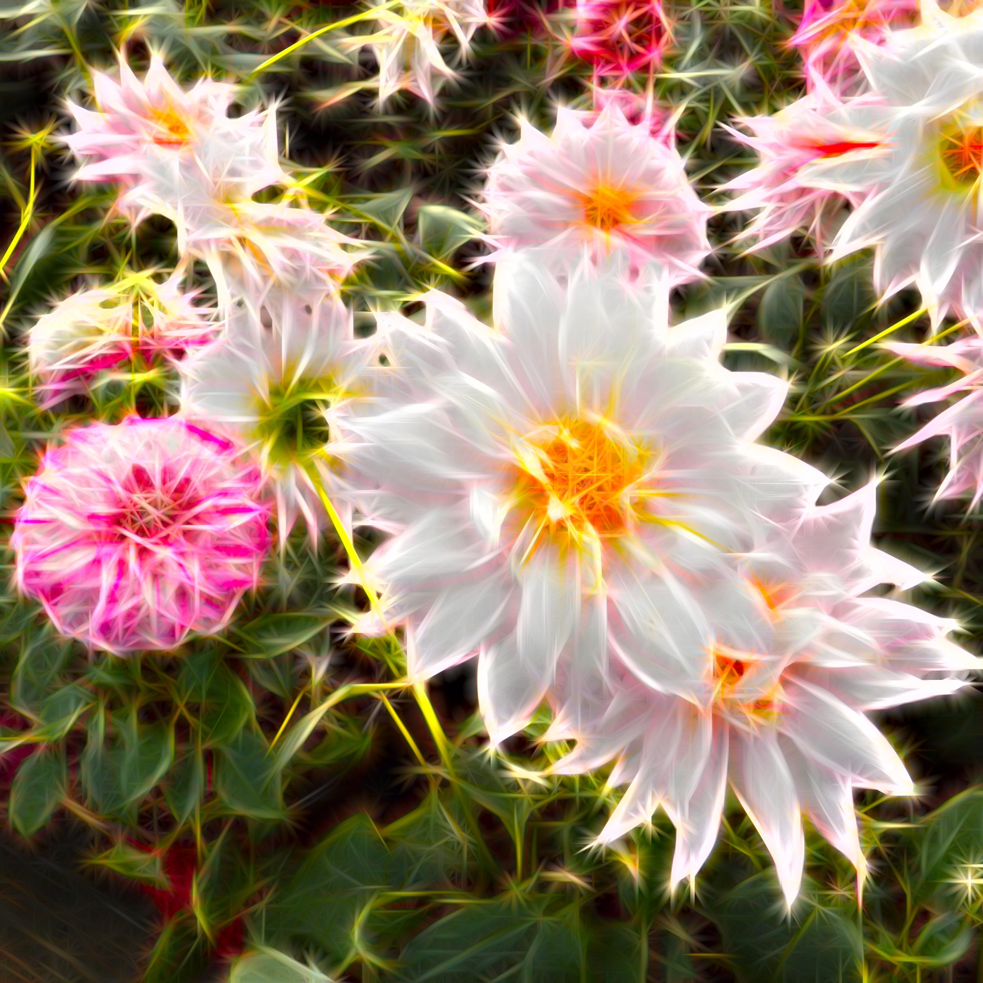 flowers dahlias pink free photo