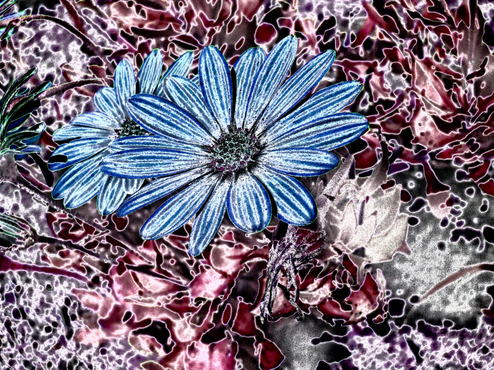 flowers blue scrapbooking free photo