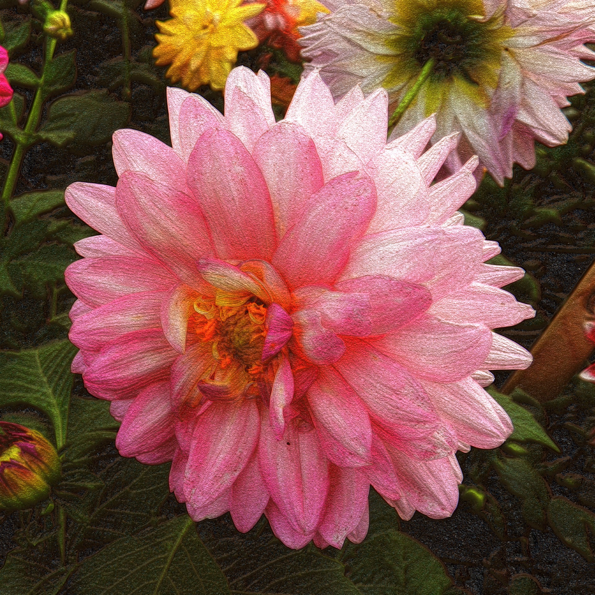 flowers dahlias pink free photo