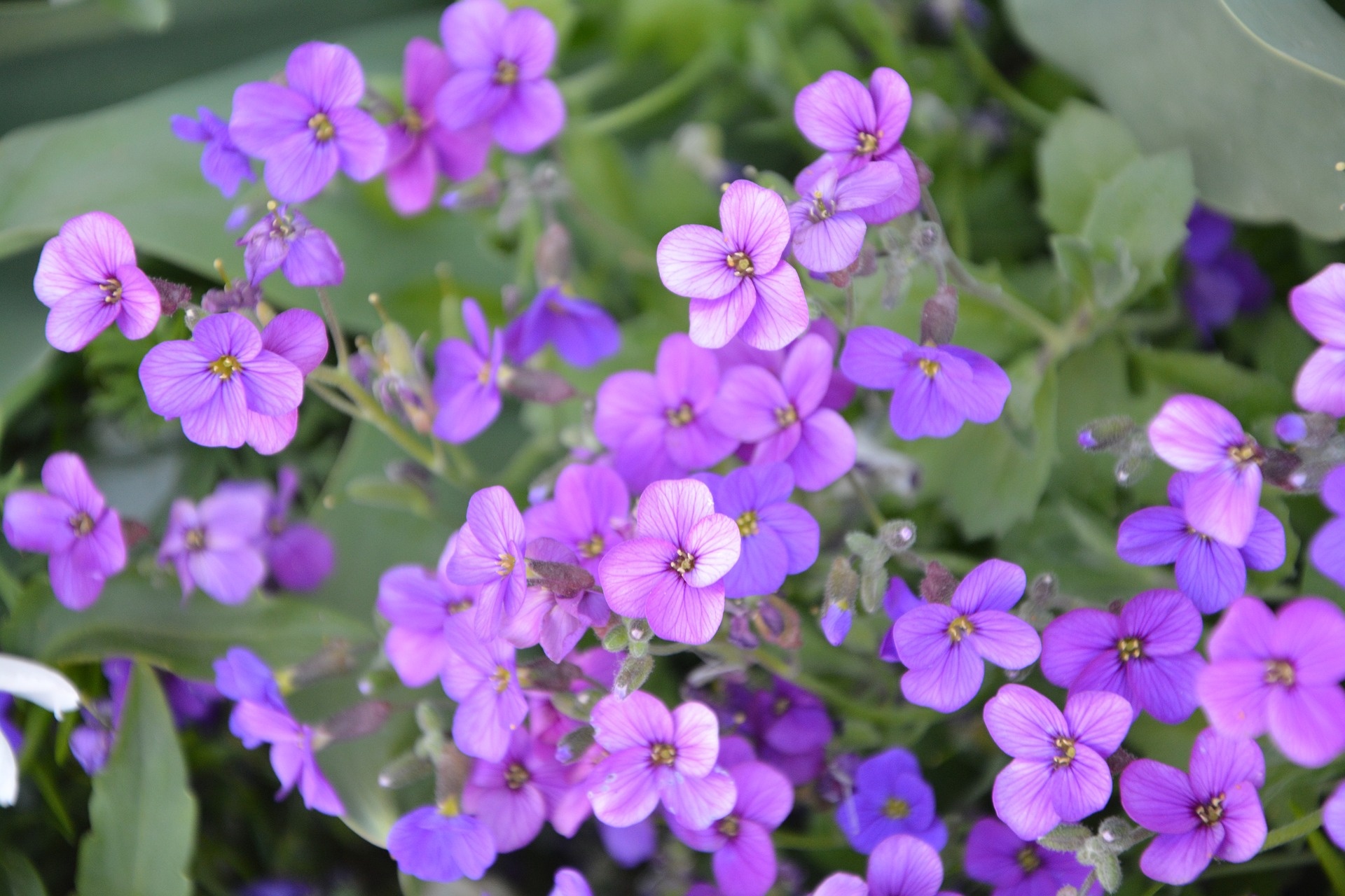 flowers garden violet free photo