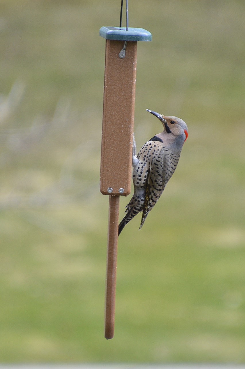 flicker  woodpecker  wildlife free photo