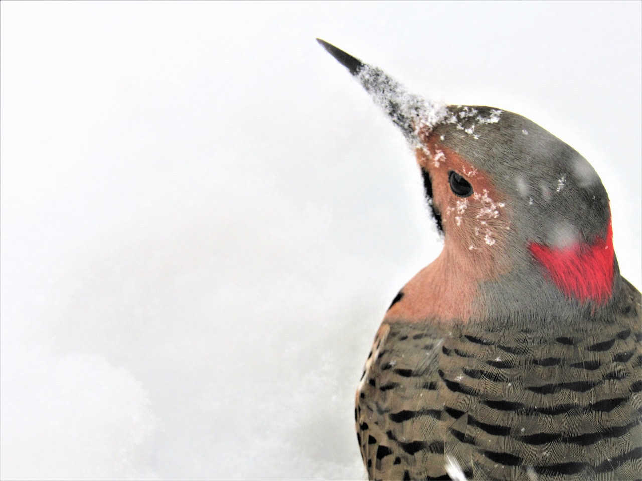 flicker woodpecker  woodpecker  flicker free photo