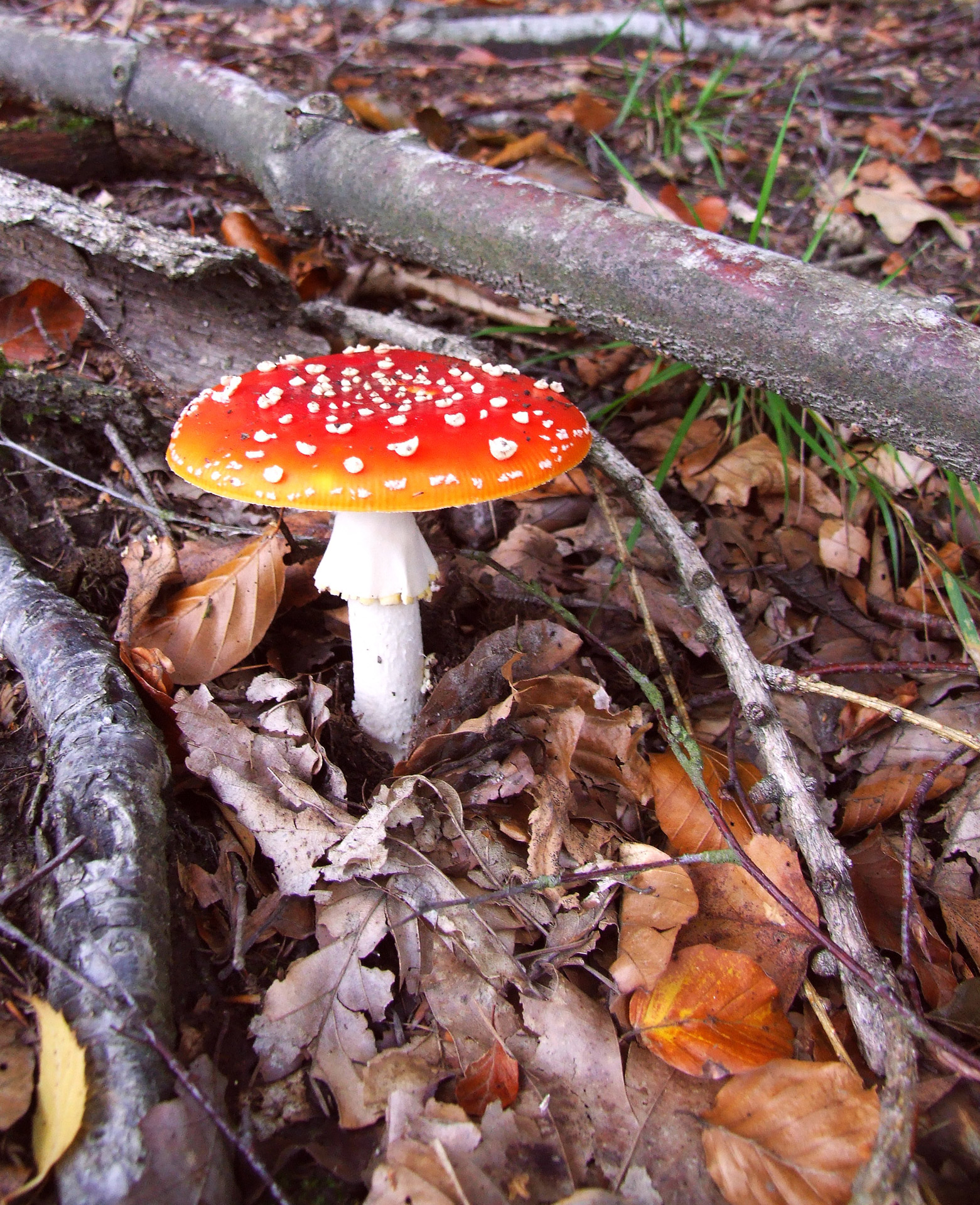 mushroom coniferous forest deciduous forest free photo