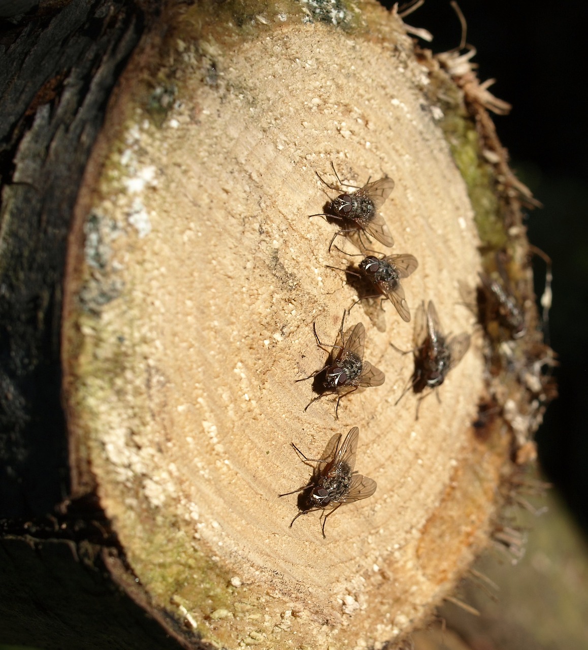 flies insect wood free photo