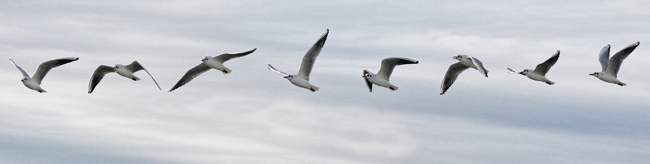 flight seagull sequence free photo