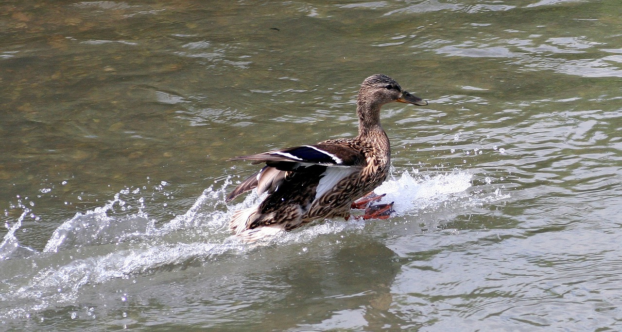 flight duck wild free photo