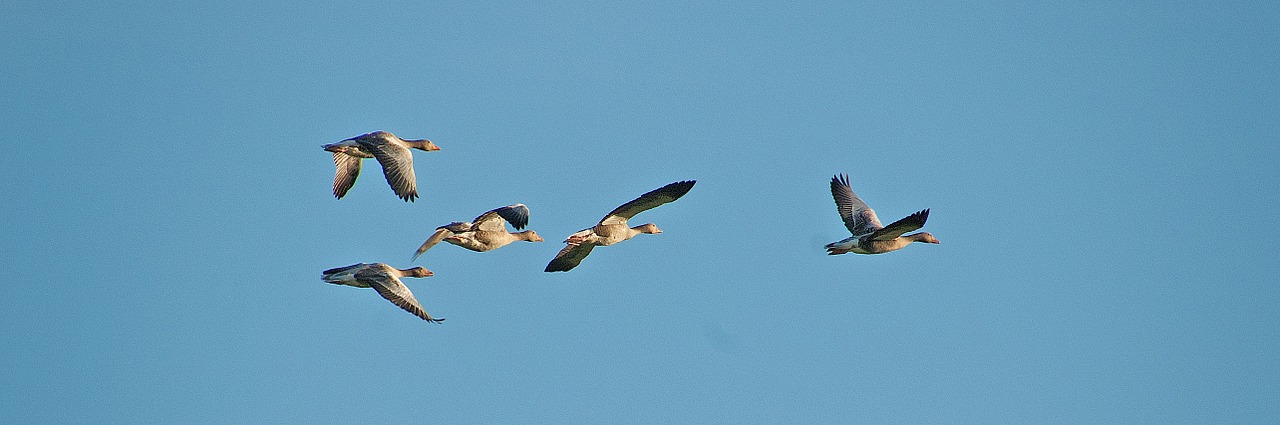 flight geese animals free photo