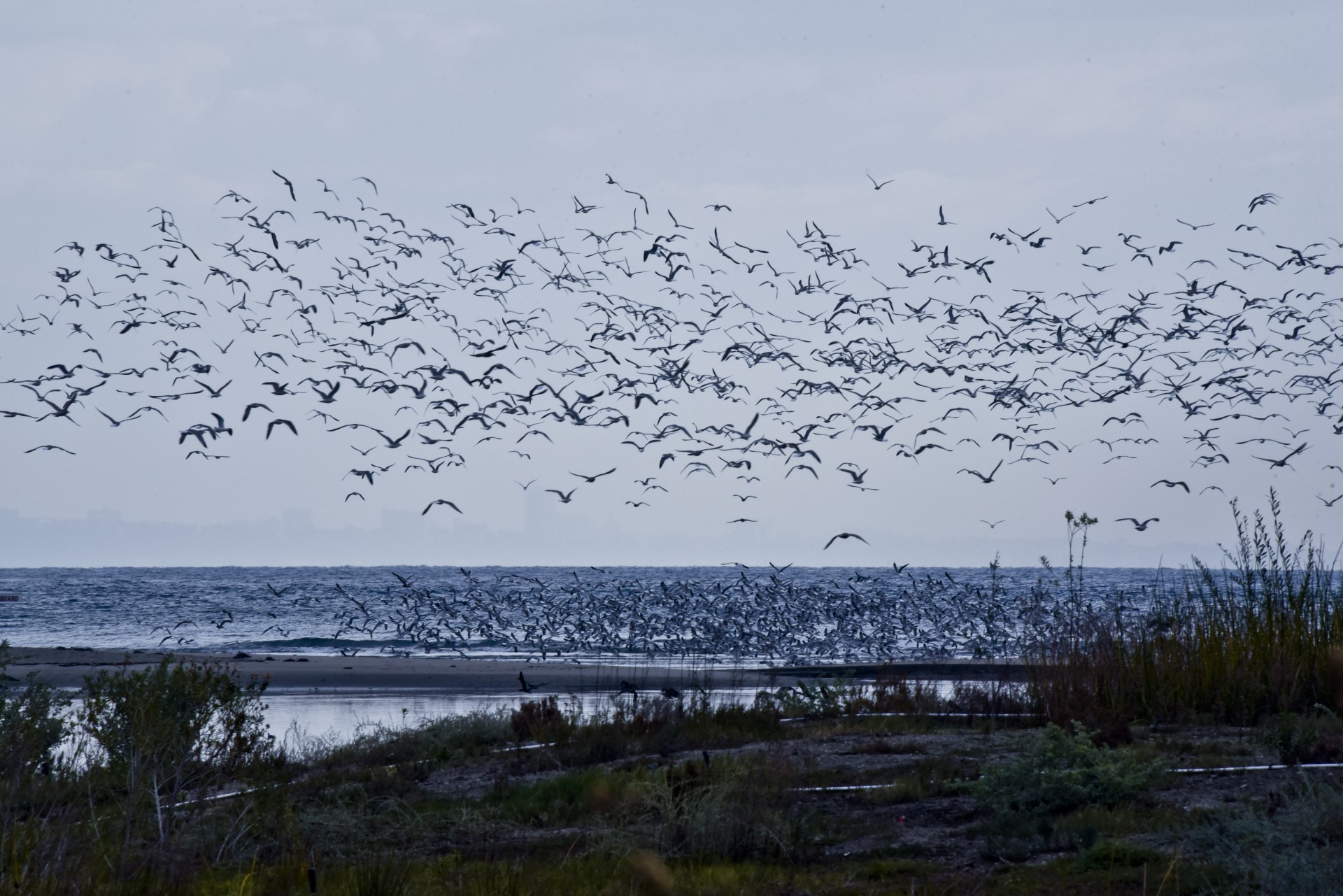 marsh birds flight free photo
