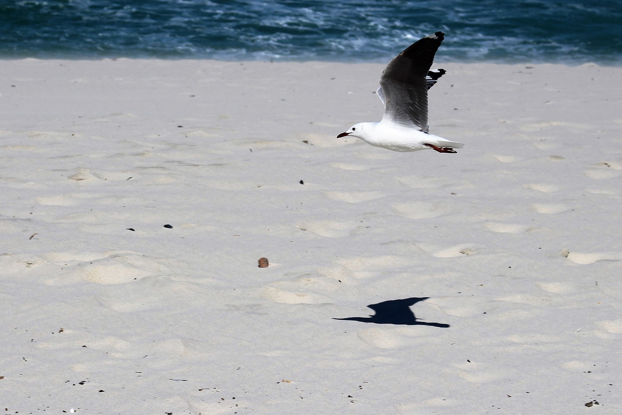 seagulls flight bird free photo
