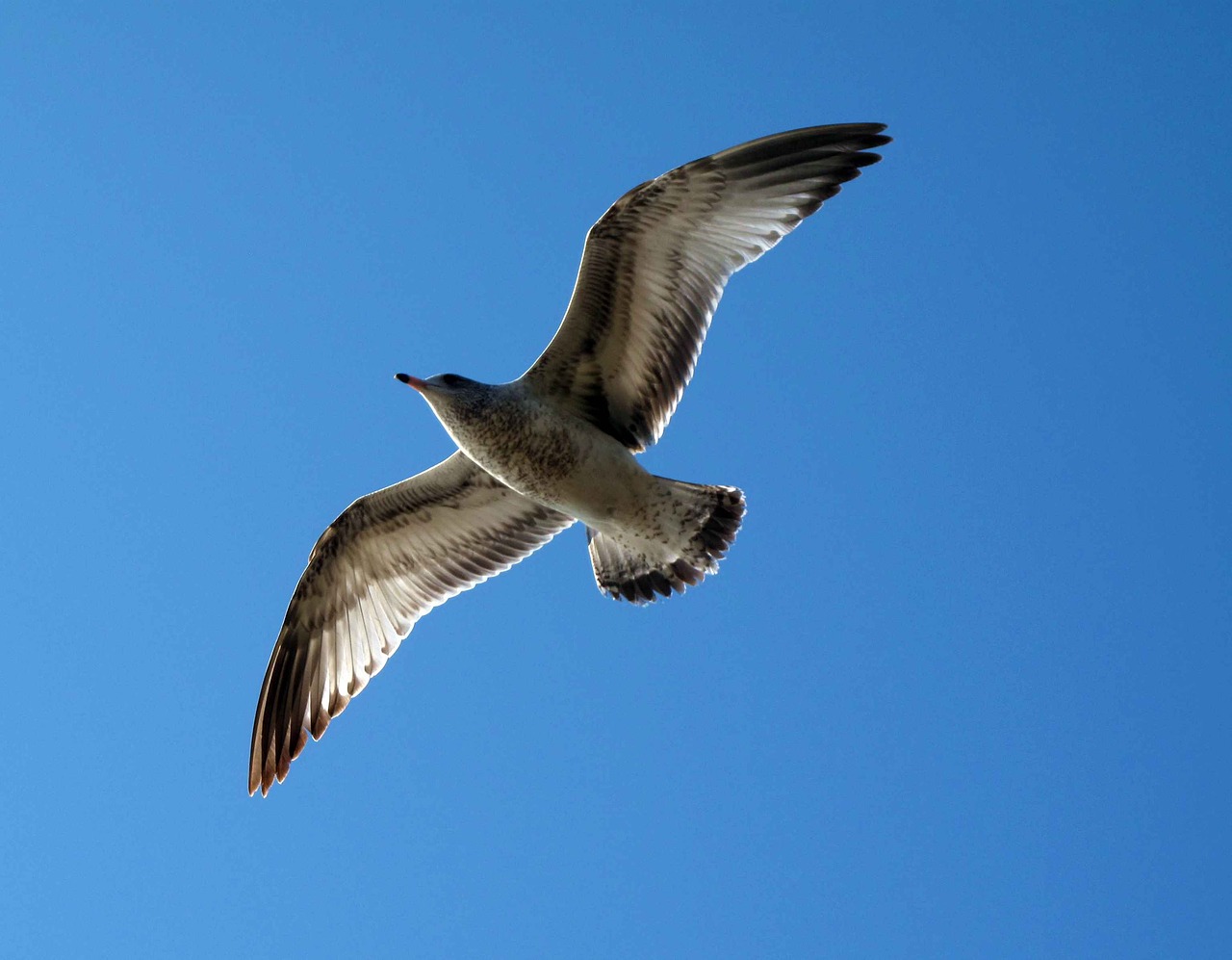 flight seagull sky free photo