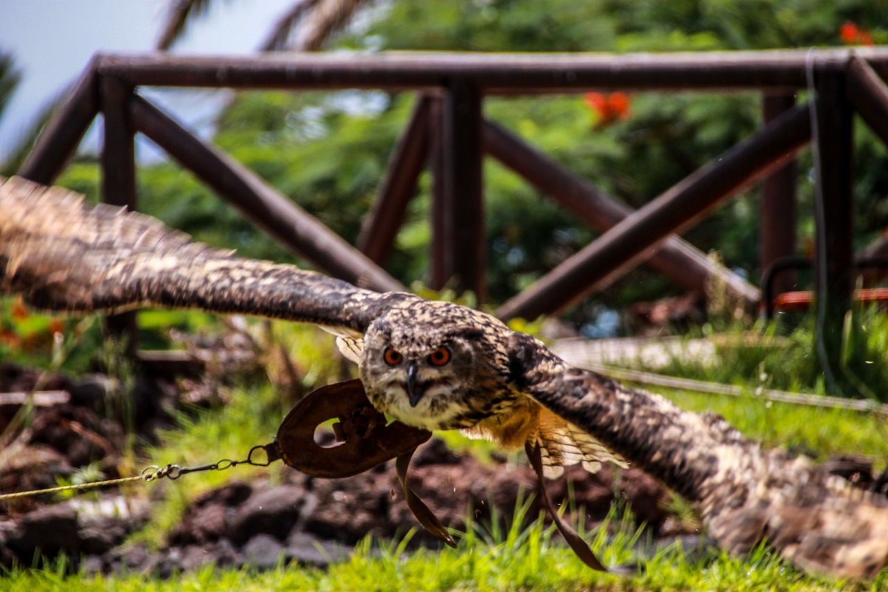 flight owl nature free photo