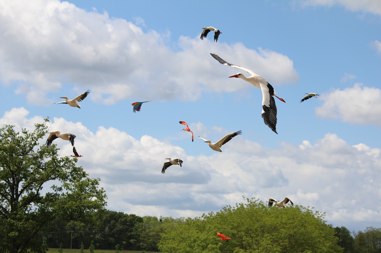 flight birds raptors free photo