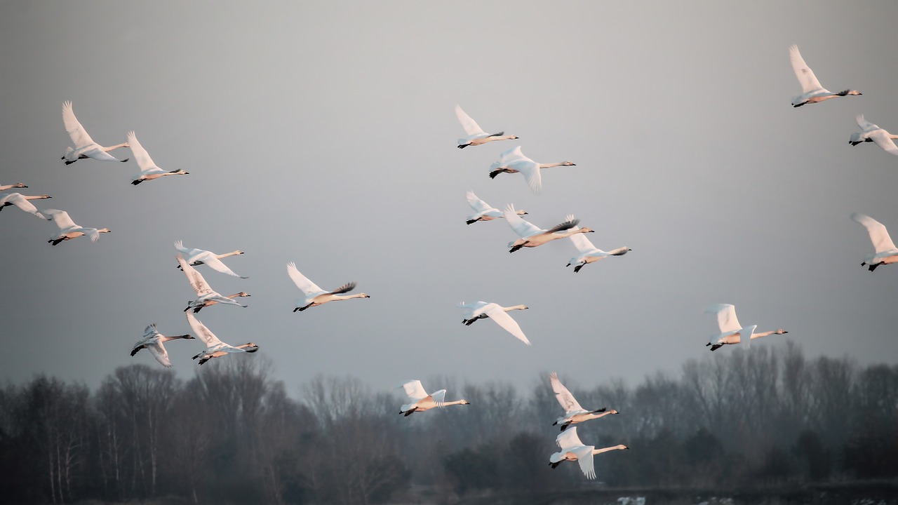 flight swans birds free photo