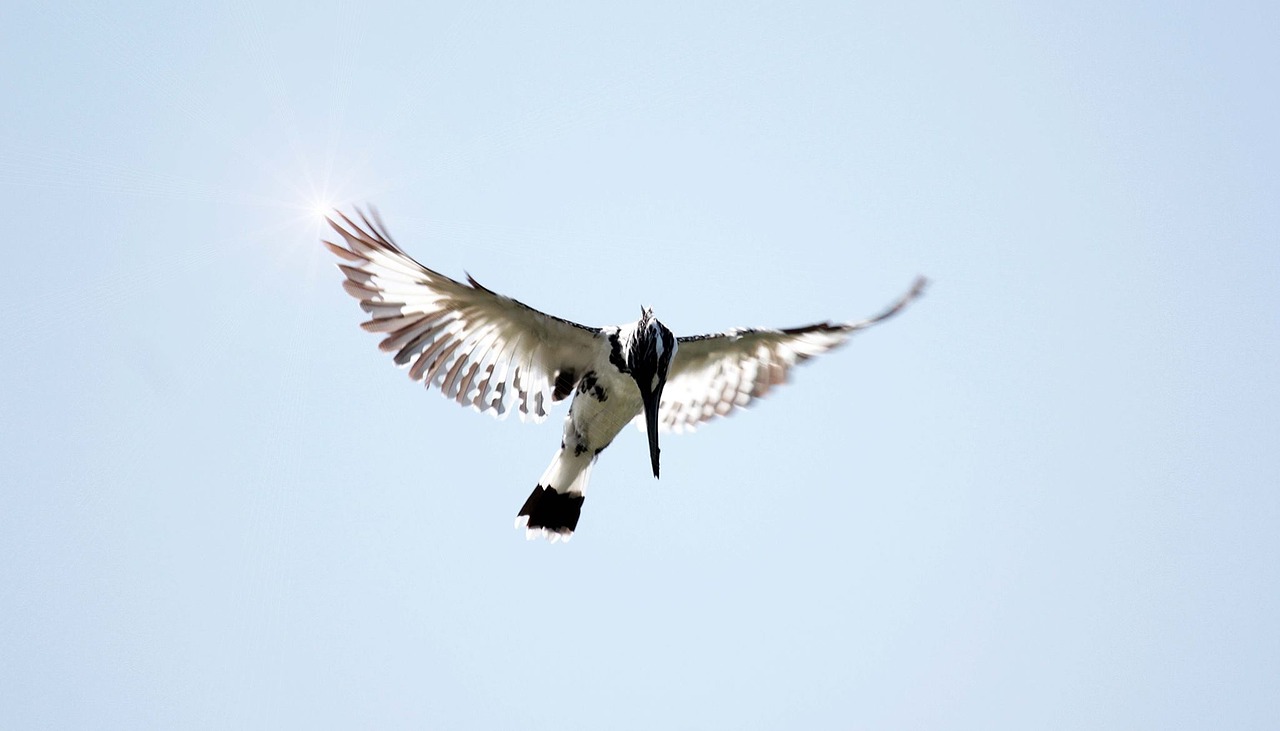 flight bird kingfisher free photo