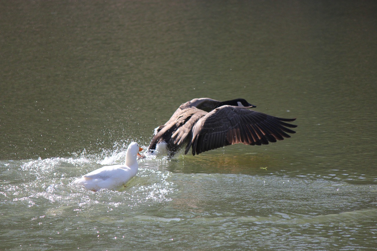 flight water nature free photo