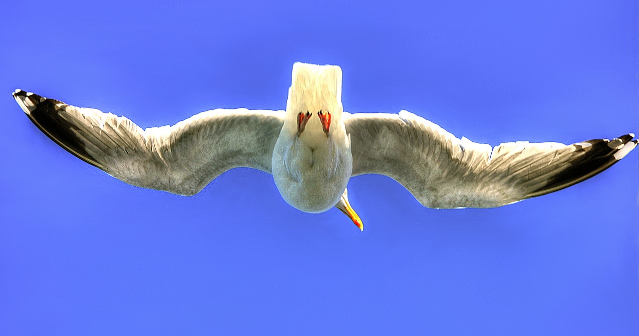 flight bird sky free photo