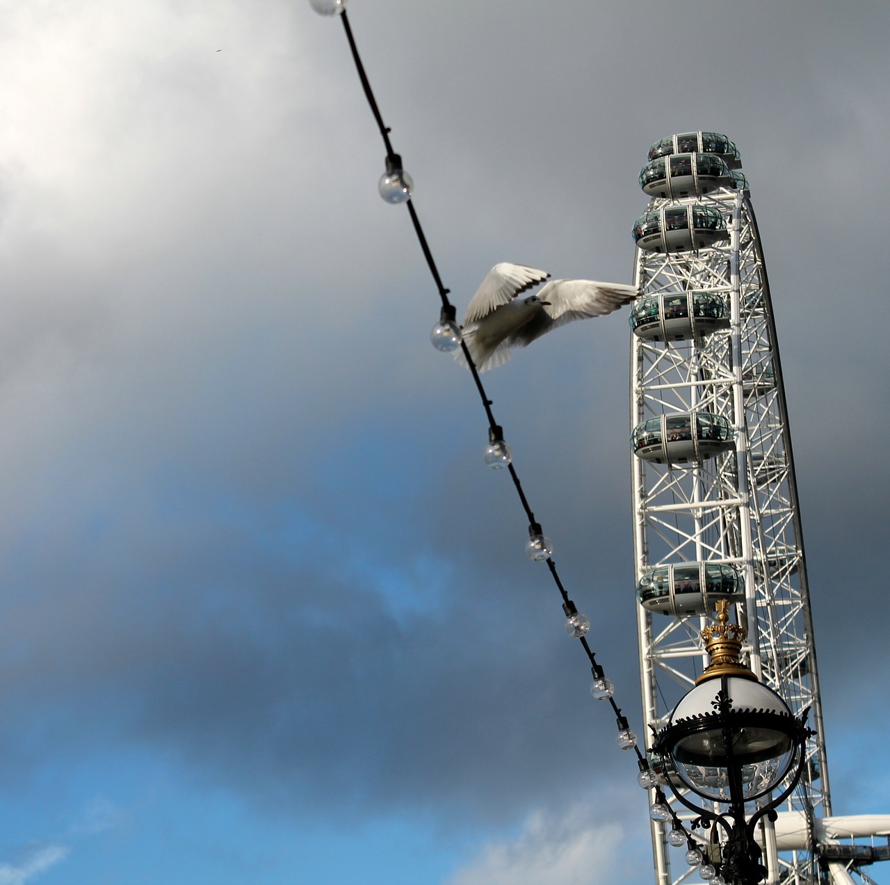 flight bird london eye free photo