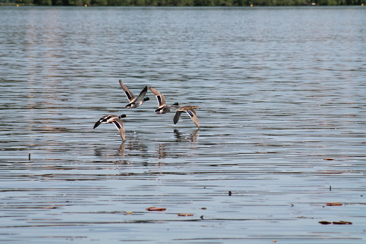 flight lake birds free photo