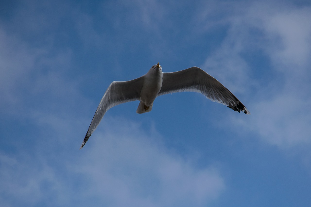 flight birds sky free photo