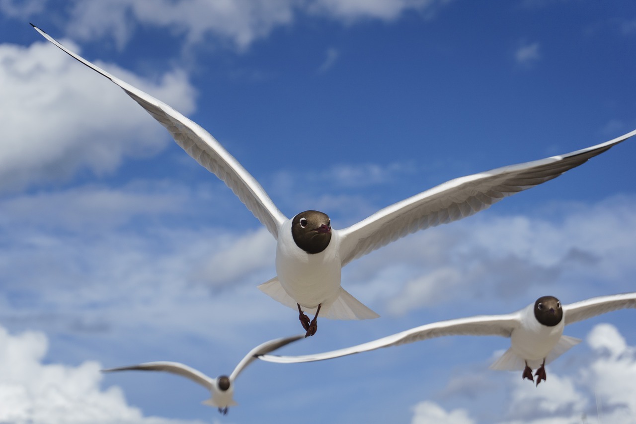 flight  wing  sky free photo