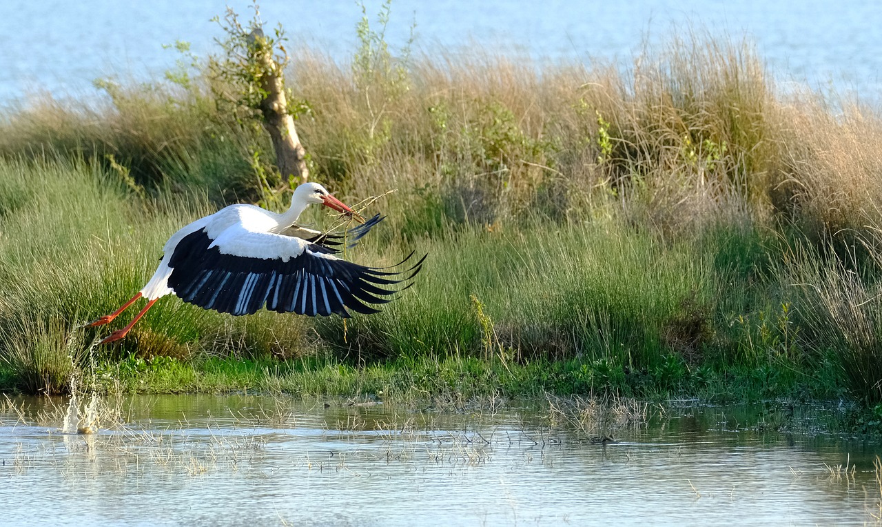 flight  stork  take off free photo