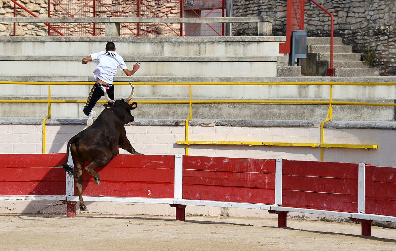 flight  camargaise race  bull free photo