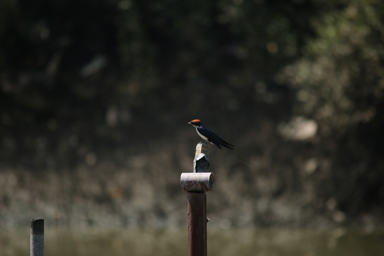 flight  birds  sky free photo