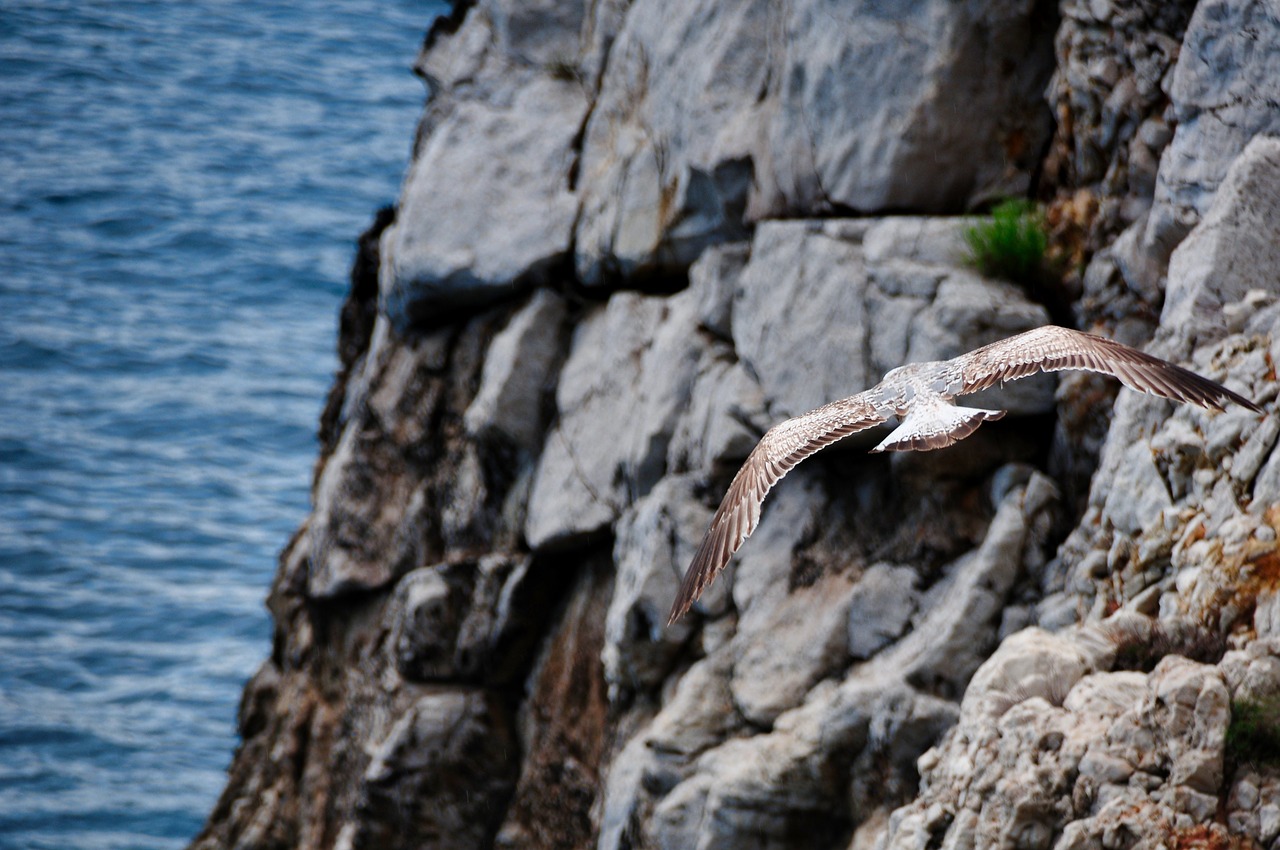 flight  seagull  hunting free photo