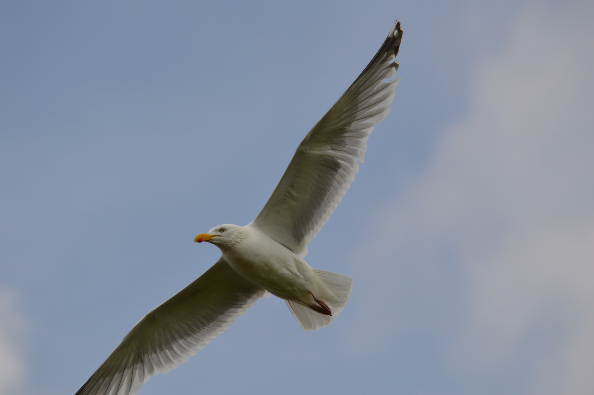 bird seabird seagull free photo