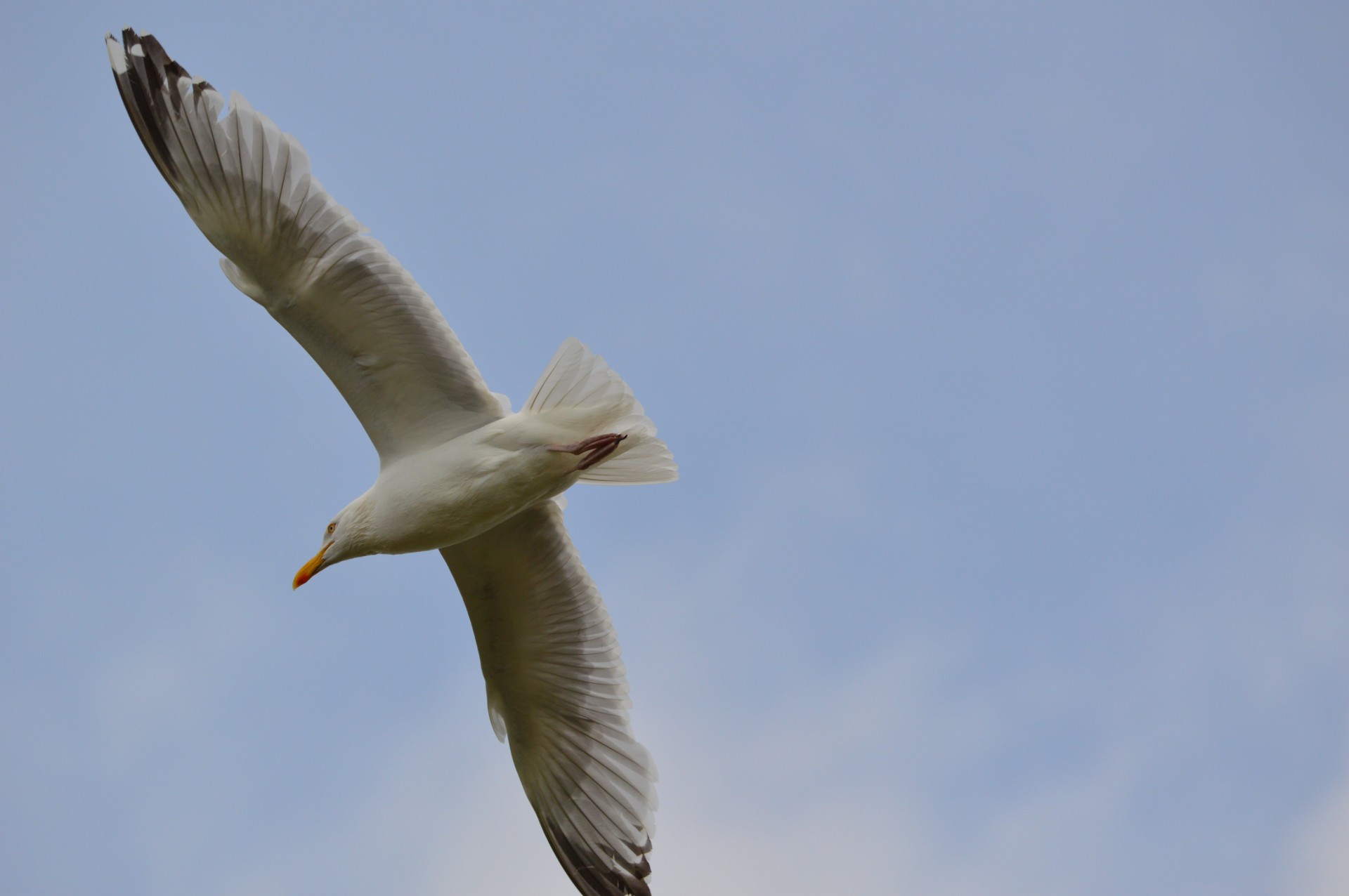 bird seabird seagull free photo