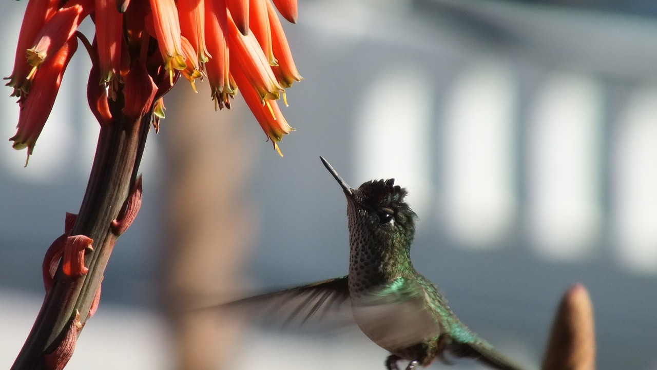 flight hummingbird flower free photo