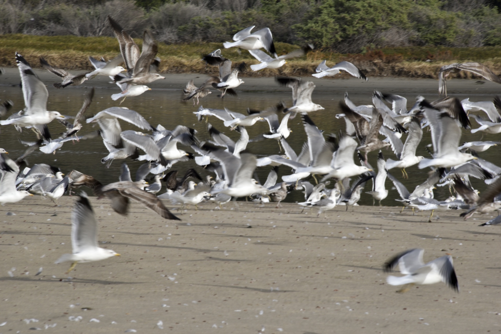 seagulls flying beach free photo