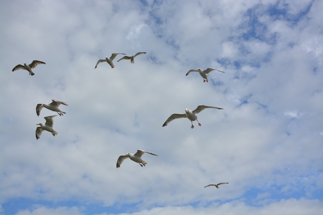 flight of gulls gulls grouped gulls free photo