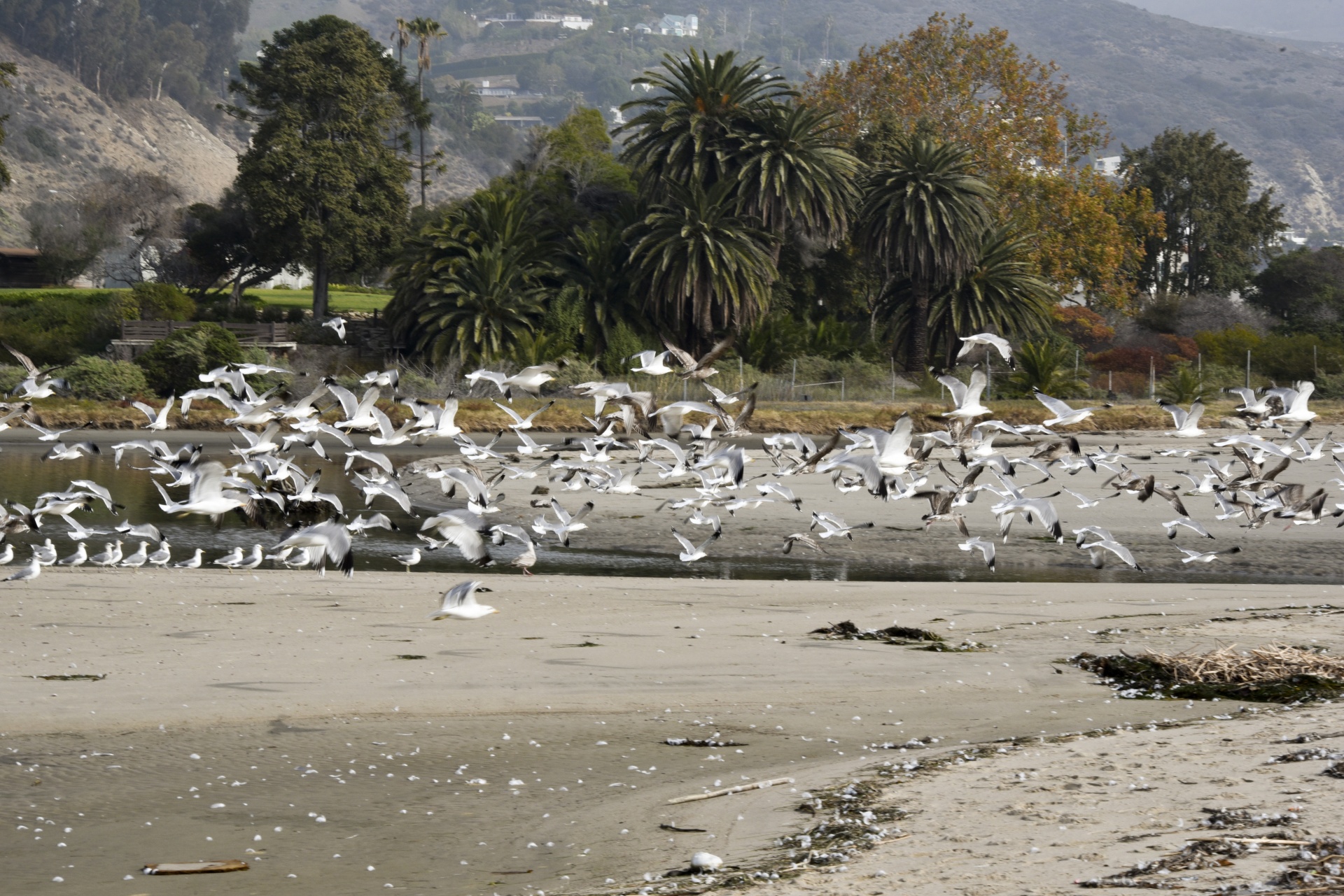 seagulls flying beach free photo