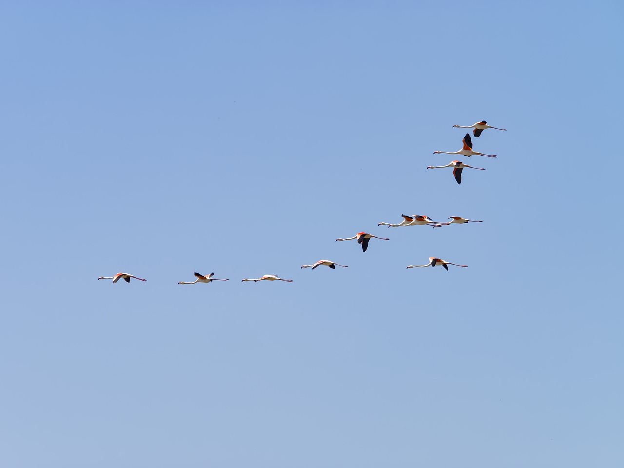 flight of the flamingos  flamingo  nature free photo