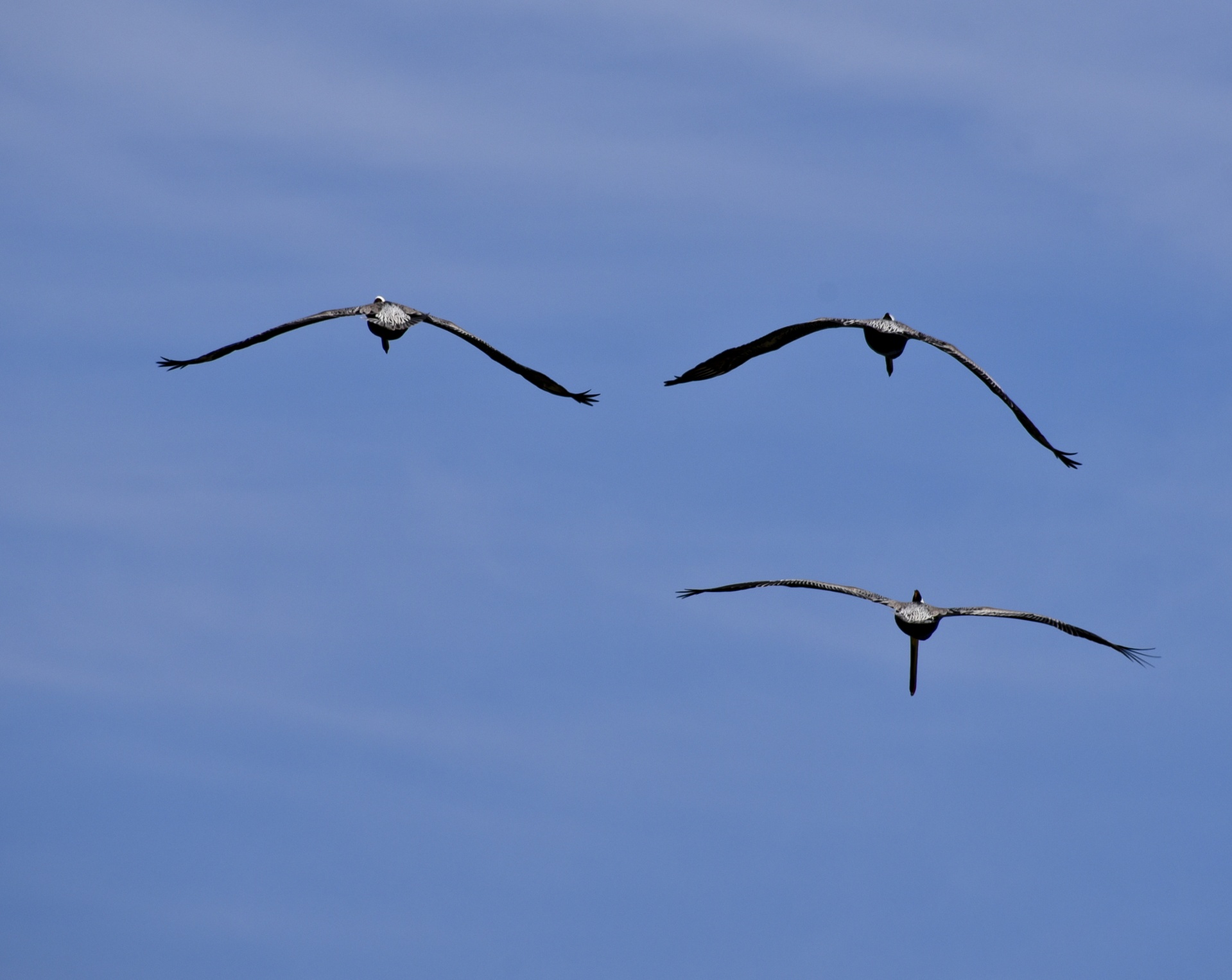 flight pelicans sky free photo