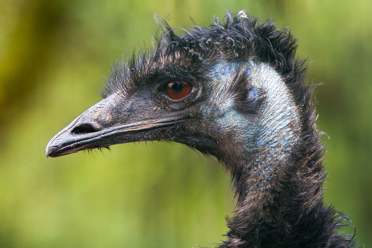 flightless bird  emu  head free photo