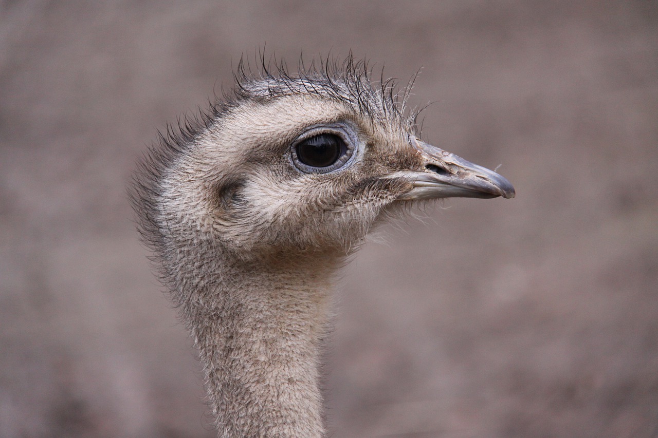 flightless bird  rhea bird  darwin-nandu free photo