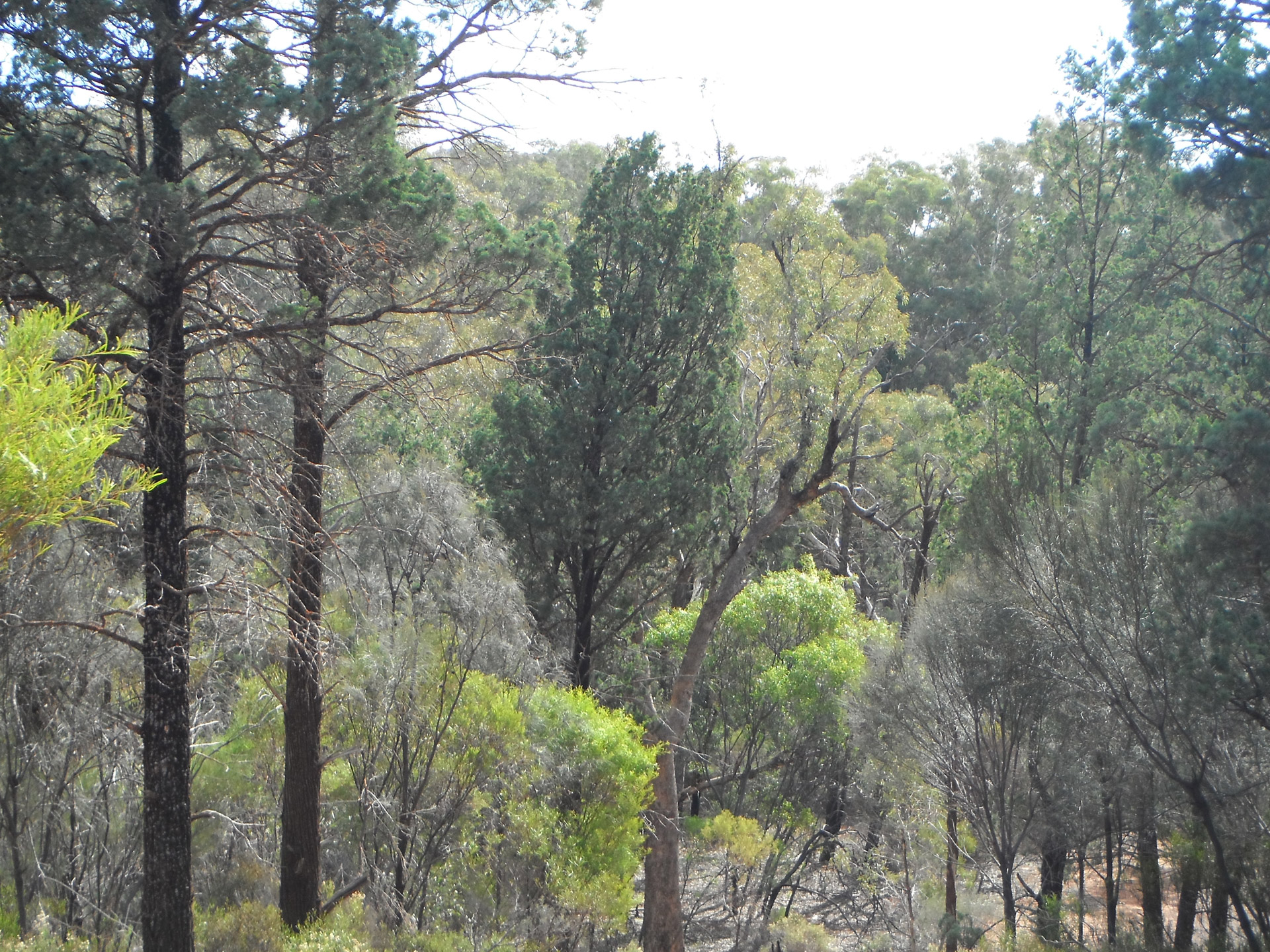 mountains creeks gumtrees free photo