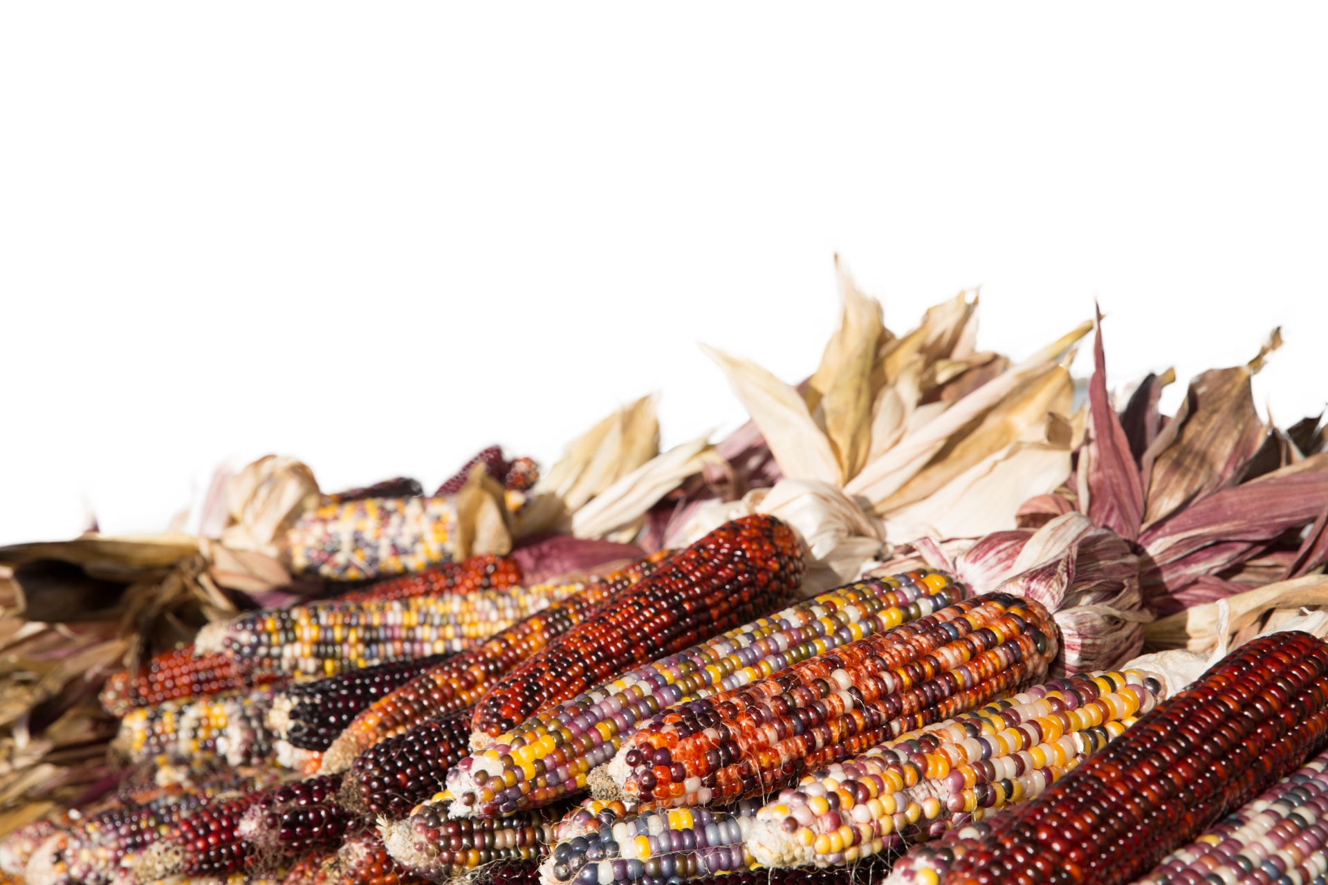 autumn calico corn closeup free photo