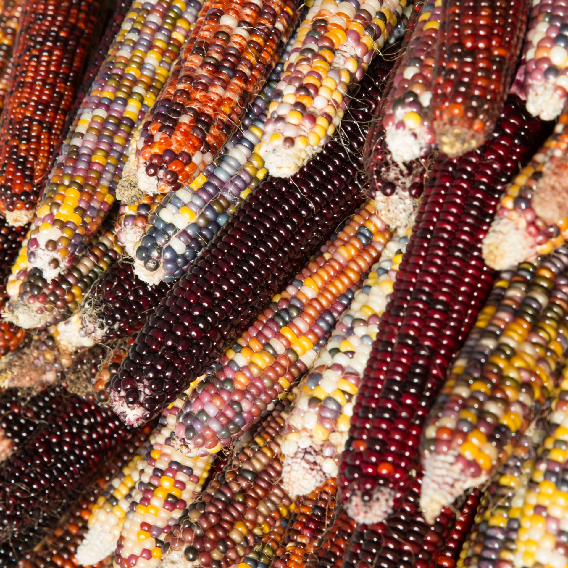 autumn calico corn closeup free photo