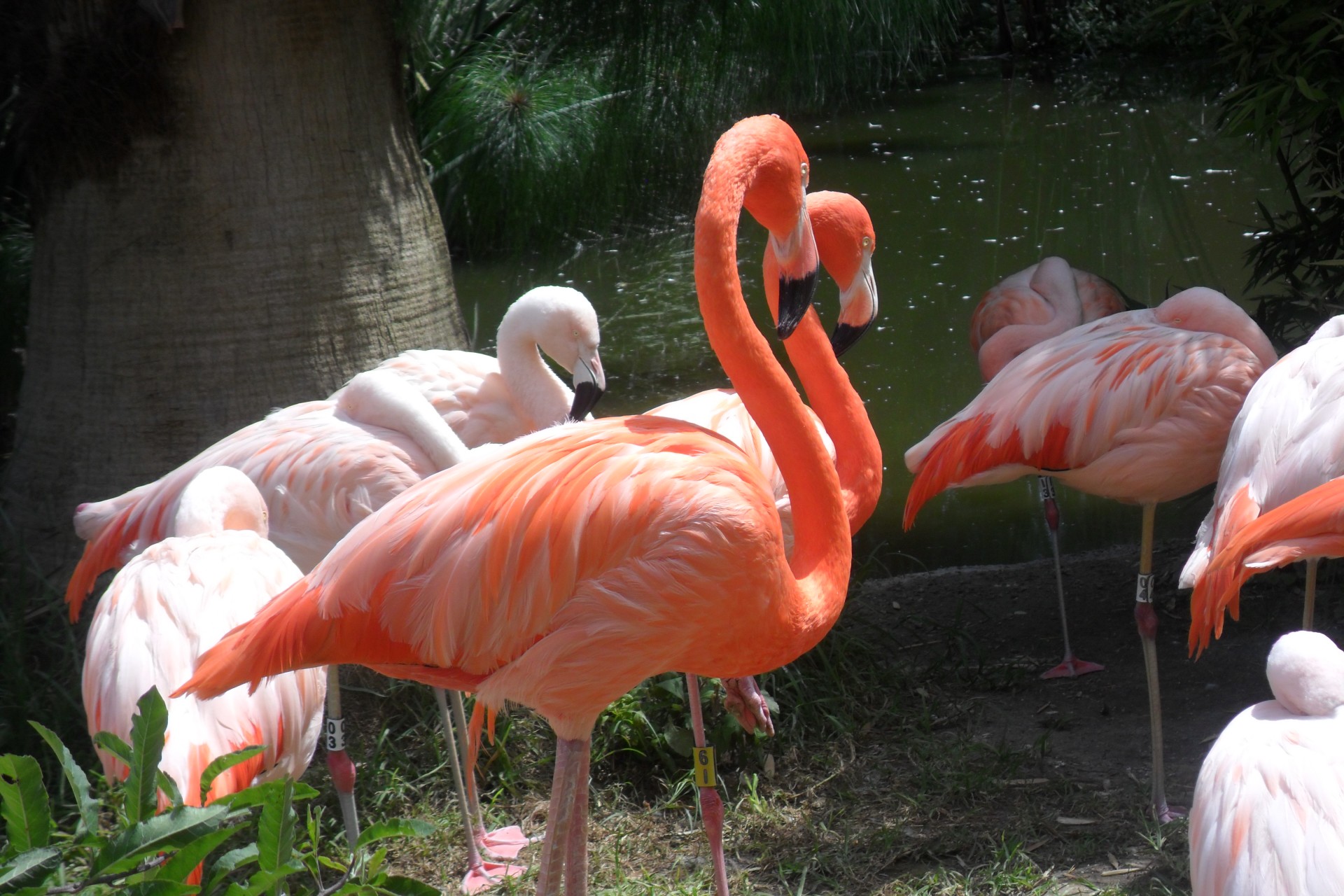 flock flamingos flamingos free photo