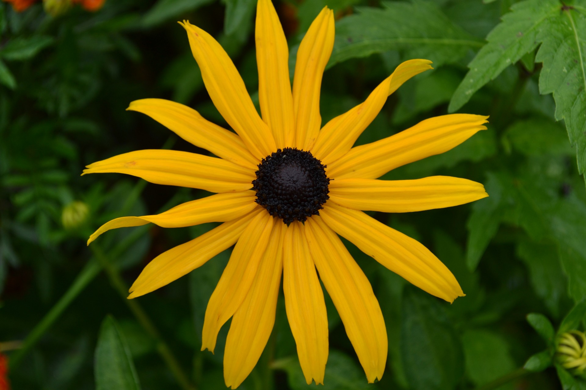 flower yellow summer free photo