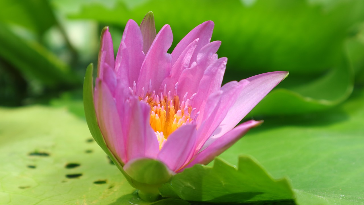 float flower  waterlily  lotus free photo
